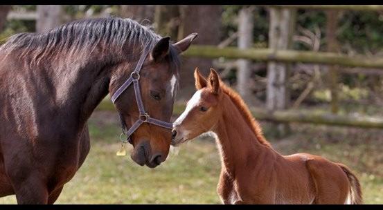 1 Identificatie en registratie paarden Eline Praet FOD Volksgezondheid Veiligheid van de voedselketen en Leefmilieu DG4 - Sanitair beleid dieren en planten 2 Wettelijke basis - Europese