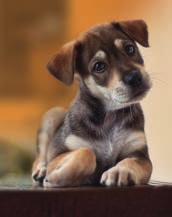 Verzeker uw pup vandaag nog U kunt uw pup al verzekeren op de dag van overdracht of wanneer u de dierenarts heeft bezocht.