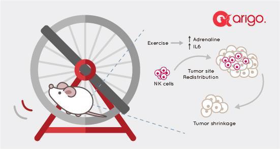 Experimenteel Hojman et al Mice who spend more time on a running wheel