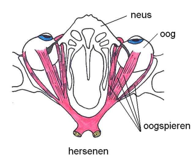 Inleiding Er zijn zes spieren nodig om uw oog in alle richtingen te bewegen. Iedere oogspier heeft zijn eigen functie.