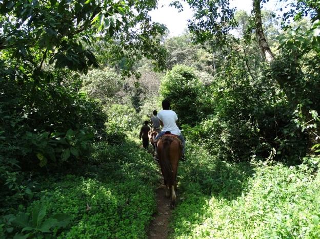 DAG 4 BONGA Vandaag staat in het teken van koffie, we rijden naar Makira waar de paarden klaar staan voor een (rustige) rit naar Makira Natural Forest.
