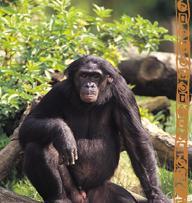 Chimpansees Chimpansees leven in de tropische bossen van Afrika. Zij zijn kleiner, luidruchtiger, beweeglijker en sneller opgewonden dan gorilla s.