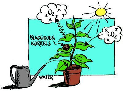 Groeien en bloeien Kamerplanten staan langer in de huiskamer dan een boeket of bloemstuk. Een plant heeft bepaalde zaken nodig om goed te kunnen groeien en bloeien.