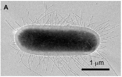 een UPEC met type 1 fimbriae