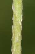 rondachtig, kaal 6-13 stralen bloemsteel afstaand bloem 3-7 cm,
