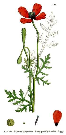 Klaproos (Papaver) Ruige klaproos (Papaver argemone) Slaapbol (Papaver somniferum) bloem 2-6 cm doosvrucht met stijve borstelharen, 5-9 stralen