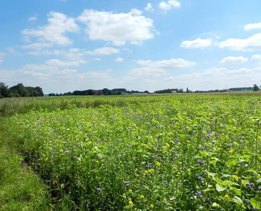 Vergroening binnen het GLB Een meerwaarde voor wild en akkerfauna? > > Tekst: Kathleen Vanhuyse Foto s: Willy Mortier, Willy Van Leemputte en Peter Van Hoey.