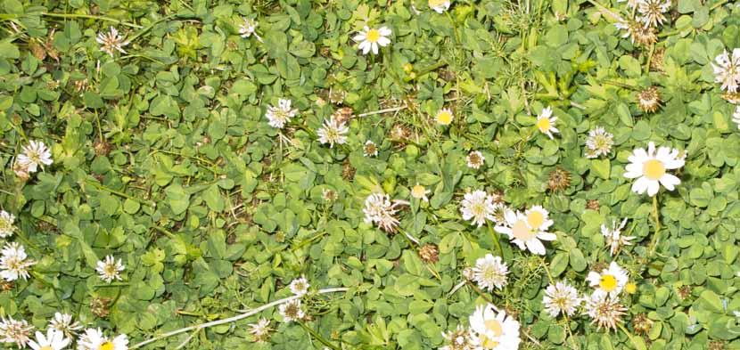 Wandeling vanaf De Huet Vanaf De Huet kunt u een heerlijk ommetje maken door de Wehlse Broeklanden. De komende jaren worden diverse nieuwe paden vanaf de Huet aangelegd.