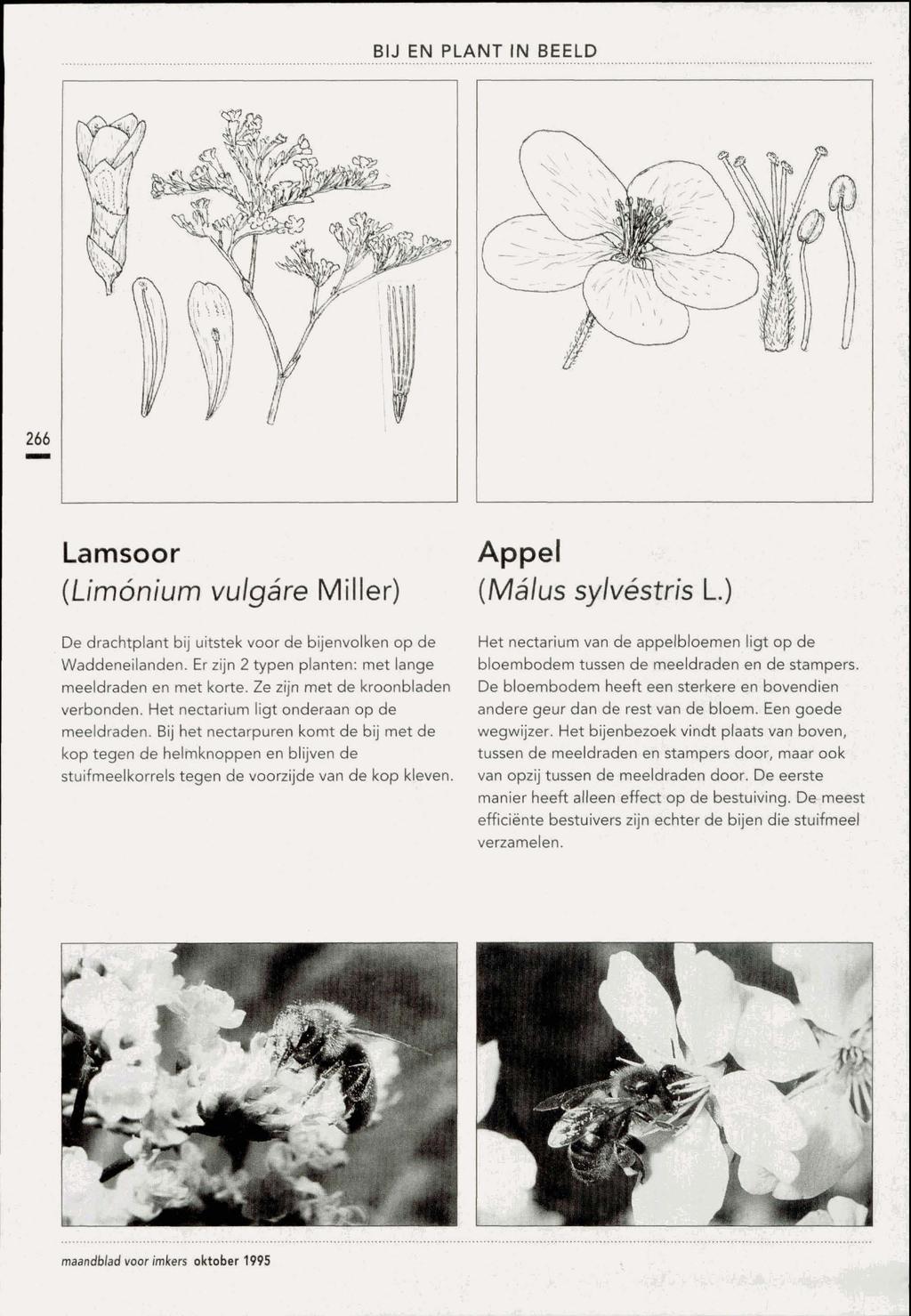Lamsoor (Limonium vulgare Miller) De drachtplant bij uitstek voor de bijenvolken op de Waddeneilanden. Er zijn 2 typen planten: met lange meeldraden en met korte. Ze zijn met de kroonbladen verbonden.