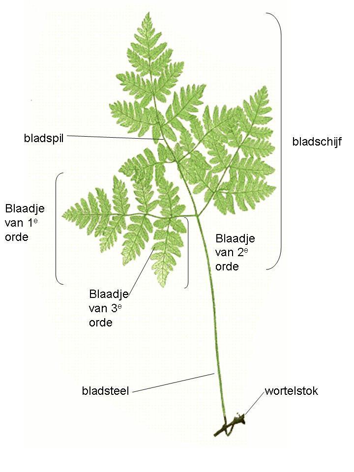 Bij de ananas beplakken de leerlingen de spiralen met gekleurde tape (Vb.: washi tape) en tellen ze ook de spiralen. De leerkracht ondersteunt hierbij.