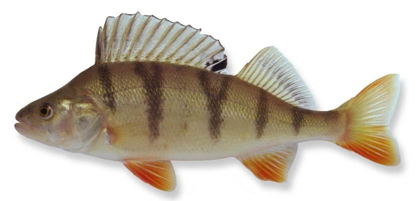 - Bijlagen - Bijlage II Profiel van de gevangen vissoorten BAARS (Perca fluviatilis) Leefomgeving De baars is een algemene vissoort die in vele stilstaande of langzaam stromende wateren voorkomt.