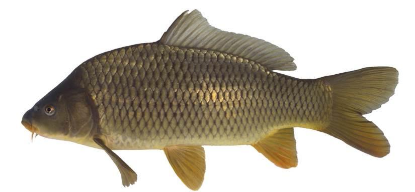 - Bijlagen - Leefomgeving De karper is een algemene vissoort in stilstaande en langzaam stromend water.