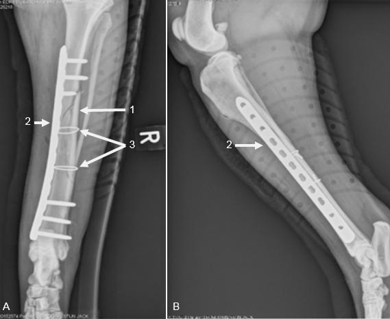 Figuur 9: Post-operatieve craniocaudale (A) en mediolaterale (B) radiografieën van tibia/fibula: mooie reductie van fragmenten (1) en osteosynthesemateriaal (plaat (2) en cerclage (3)) is goed
