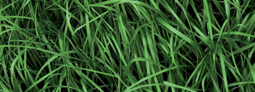 4x beter GRASS TECHNOLOGY, BY BARENBRUG Voor de productie van het beste kuilgras NutriFibre is de nieuwste grastechnologie voor het beste kuilgras.