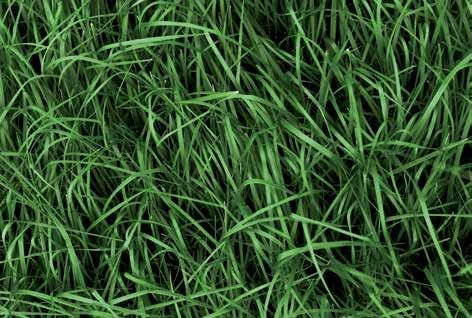 Daarom start NutriFibre in het eerste jaar trager dan andere grassoorten. Na de ontwikkeling van een stevige basis onder de grond, is de gewasopbrengst in de jaren daarna uitermate hoog.