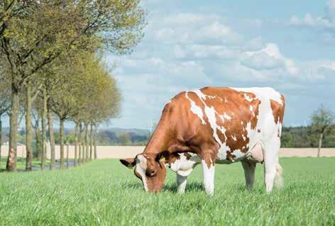 Bij goed graslandmanagement blijft de kwaliteit van de grasmat over de jaren heen uitstekend. StructuurGras NutriFibre heeft structuurrijk blad. Dit stimuleert de herkauwactiviteit van de koe.