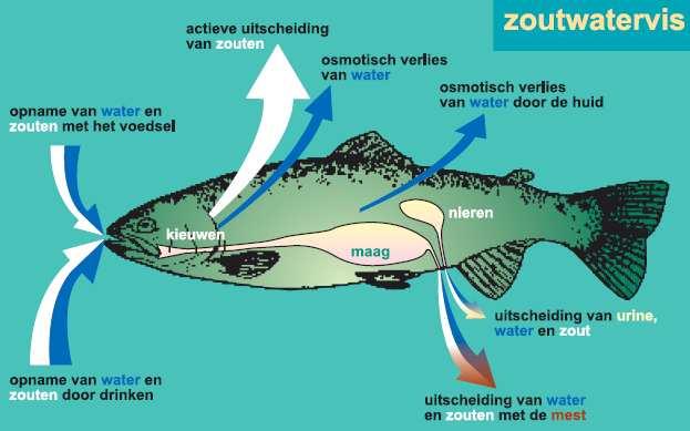 Adaptatie Estuarium Basisboek