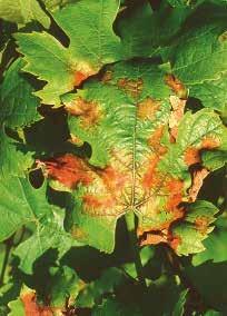 Echte meeldauw wordt ook wel mooi weer schimmel genoemd, omdat de schimmel zich snel ontwikkelt bij droog, warm weer.