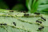 Mieren Mieren zijn niet direct schadelijk, maar kunnen wel veel overlast veroorzaken.