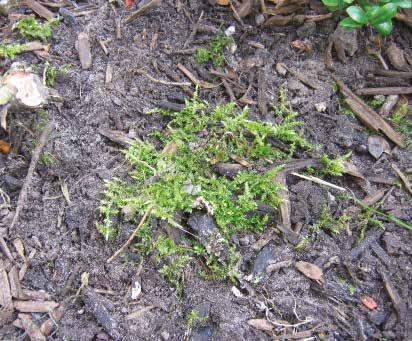 Onkruid en mos onder houtige gewassen Onder houtige gewassen of bomen heb je snel last van onkruid en mos. Dit kan je voorkomen door bijvoorbeeld bodembedekkers.