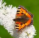 Een stapel haardhout of een stapelmuurtje van verschillende formaten stenen of dakpannen kunnen prima dienst doen als schuilplaats voor verschillende insecten.