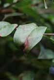 A B Bladluis LuisVrij, LuisVrij Rozen, Spruzit-R Spruzit-R Bladluis is een verzamelnaam voor groene, zwarte, grijze, gele en roze gekleurde luizen.