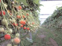 boekje fruitteelt 2 def 08-08-2006 12:00 Pagina 44 Folie maakt door een vogel- of hagelnet te voorzien van een pees die kan worden gemonteerd in een daarvoor bestemd profiel.