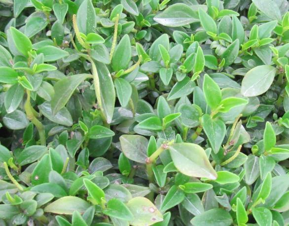 obtusifolia green