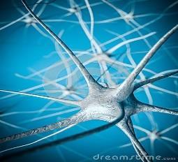 Neuraal netwerk/plasticiteit Informatie neuronen