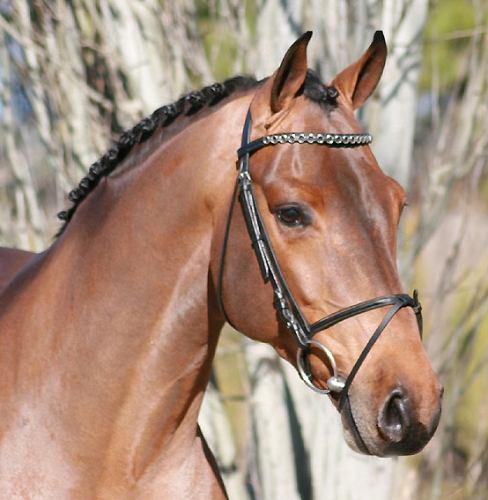 Deze Top 3 staat vanaf vandaag online op de Equestrala website.