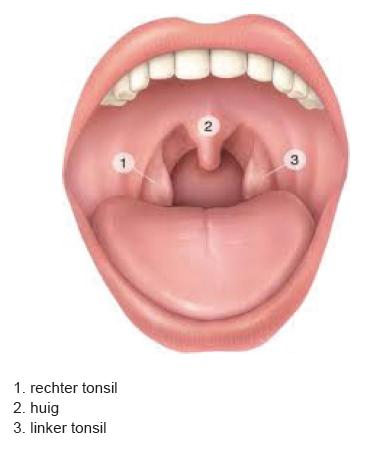 Achter op de tong Dit deel wordt de tongamandel genoemd en gaat aan de zijkant van de tong over in de keelamandelen.