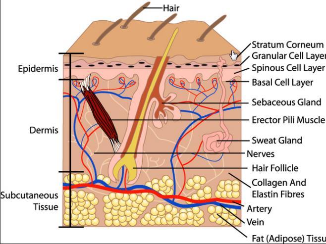 Waarom morfine, oxycodon en hydromorfon niet transdermaal, oromucosaal of nasaal worden toegediend.