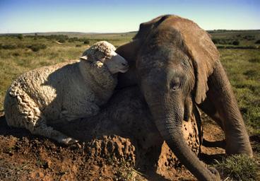 Albert, a sheep from a nearby farm, helped him and made him feel safe again. Themba finally started eating again. 2 Look it up! words a Lees de flash info.