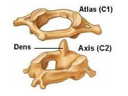 Van de 7 halswervels zijn de eerste en tweede halswervel (atlas C1 en axis C2) het meest afwijkend in vorm ten opzichte van de bovengenoemde basisvorm van de wervels.
