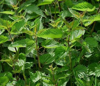 Oorzaken: Wat met rijke tuinbodems? 1. jarenlange overbemesting (bv. met compost, stalmest, minerale meststoffen) 2. gebruik van hout-asse in het verleden 3. duiven-of kippenmest Oplossingen: 1.