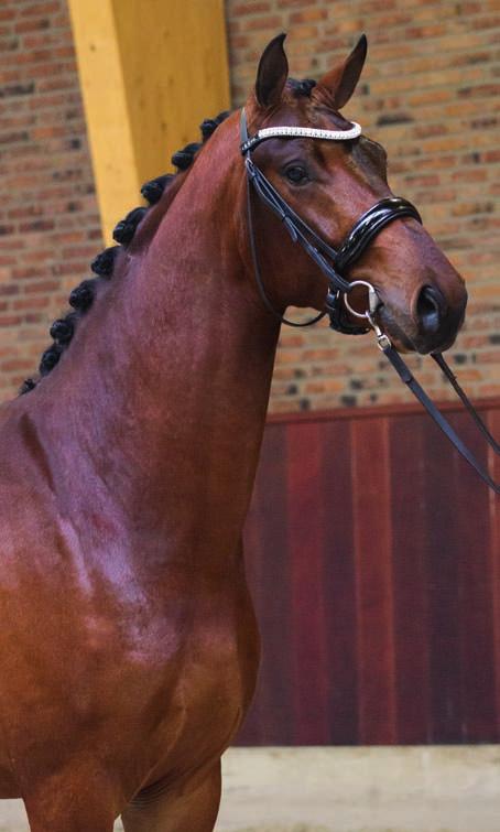 6 Jarreaux Estoril - Inspekteur 2014 Jarreaux is a well-developed and energetic stallion with abundant presence. He boasts three excellent basic gaits with good articulation of the joints.