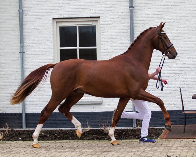 Bordeaux), Jive s pedigree features the KWPN-approved stallions Amazing Star and Zhivago.