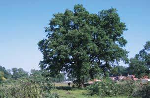 L01.13 Bomenrij en solitaire boom Korte kenschets Bomenrijen kunnen bestaan uit één of meerdere boomsoorten, vrij in het veld staan of langs een watergang, schouwpad, weg of anderszins.