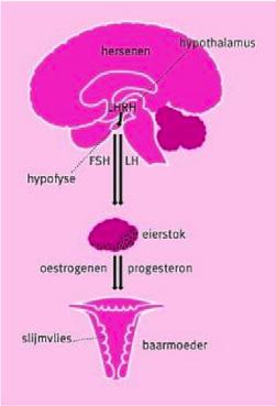 PATIËNTENINFORMATIE ervoor dat het baarmoederslijmvlies gaat groeien. Als de hoeveelheid oestrogeen in het bloed hoog is, wordt hierdoor de afgifte van FSH geremd en de afgifte van LH gestimuleerd.