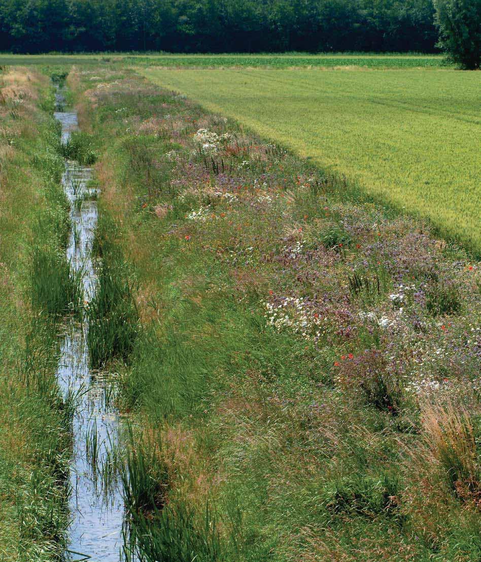 Agrarisch natuurbeheer Veel natuur is aan boerenland gebonden.