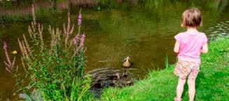 DIEREN VOEDEREN IN DE NATUUR? NIET ZONDER GEVOLGEN! Oud brood voederen aan de eendjes in de vijver Als kind hebben we het allemaal weleens gedaan.