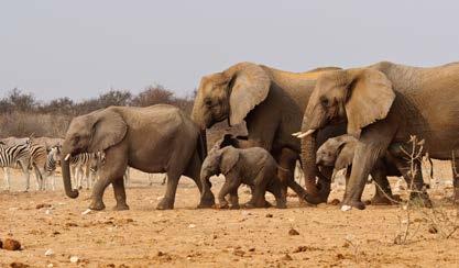 p. Onguma Safari Camp Ochtend Etosha NP Game drive (incl. drankjes en park entree)(vanaf 10 jaar): EUR 45,- p.p. Onguma Sundowner drive (incl. drankjes)(vanaf 10 jaar): EUR 25,- p.p. Onguma Night drive (excl.