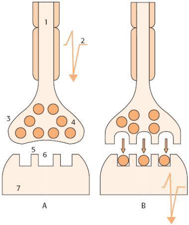 1. Zenuwuitloper 2. Elektrische impuls 3. Uiteinde aanvoerende zenuw 4.