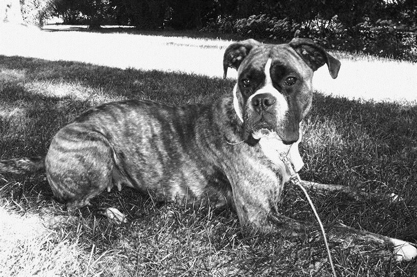 Een bloedtransfusie voor je hond Sophia belde in paniek haar dierenarts. Haar hond Max, een levendige boxer (zie afbeelding 1), was plotseling in elkaar gezakt en kwam niet meer overeind.