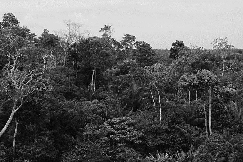 De jungle neemt netto koolstofdioxide op Oude bossen kunnen een climaxstadium bereiken met een evenwicht tussen het aangroeien en afsterven van plantenmateriaal.