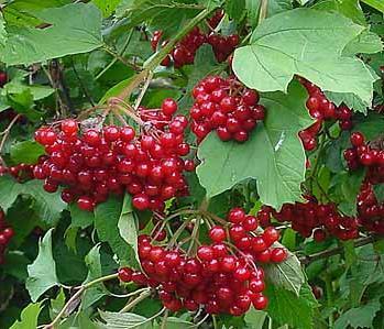 Gelderse Roos Viburnum opulus 3 meter Mei juni