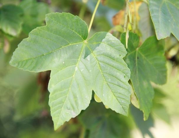 Gewone Esdoorn Acer pseudoplatanus 20 30 meter Mei -