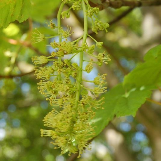 Dit kan voortijdige afvallen van blad betekenen, maar