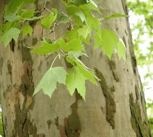 Gewone Plataan Platanus x hispanica Hoogte bloeiende plant: 25 35 meter Mei Niet specifiek