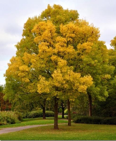 Goud Es Fraxinus excelsior Jaspidea 15 meter April Geen